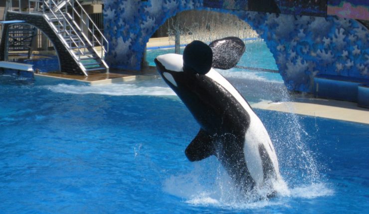 Dag 15 – San Diego, Seaworld