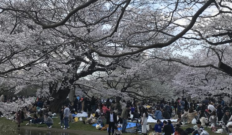 Dag 7 – Cherry blossom festival