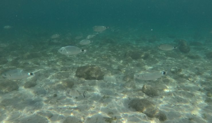 Dag 2 – Soling og snorkling på Cala Suaraccia