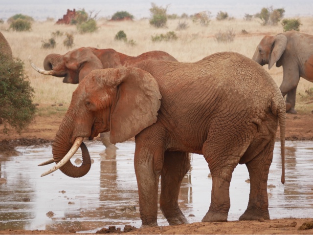 Dag 6 – Del 1, Tiwi Beach – Tsavo East