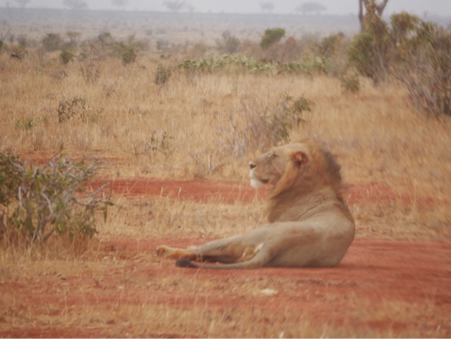 Dag 7 – Morgensafari og hjemreise