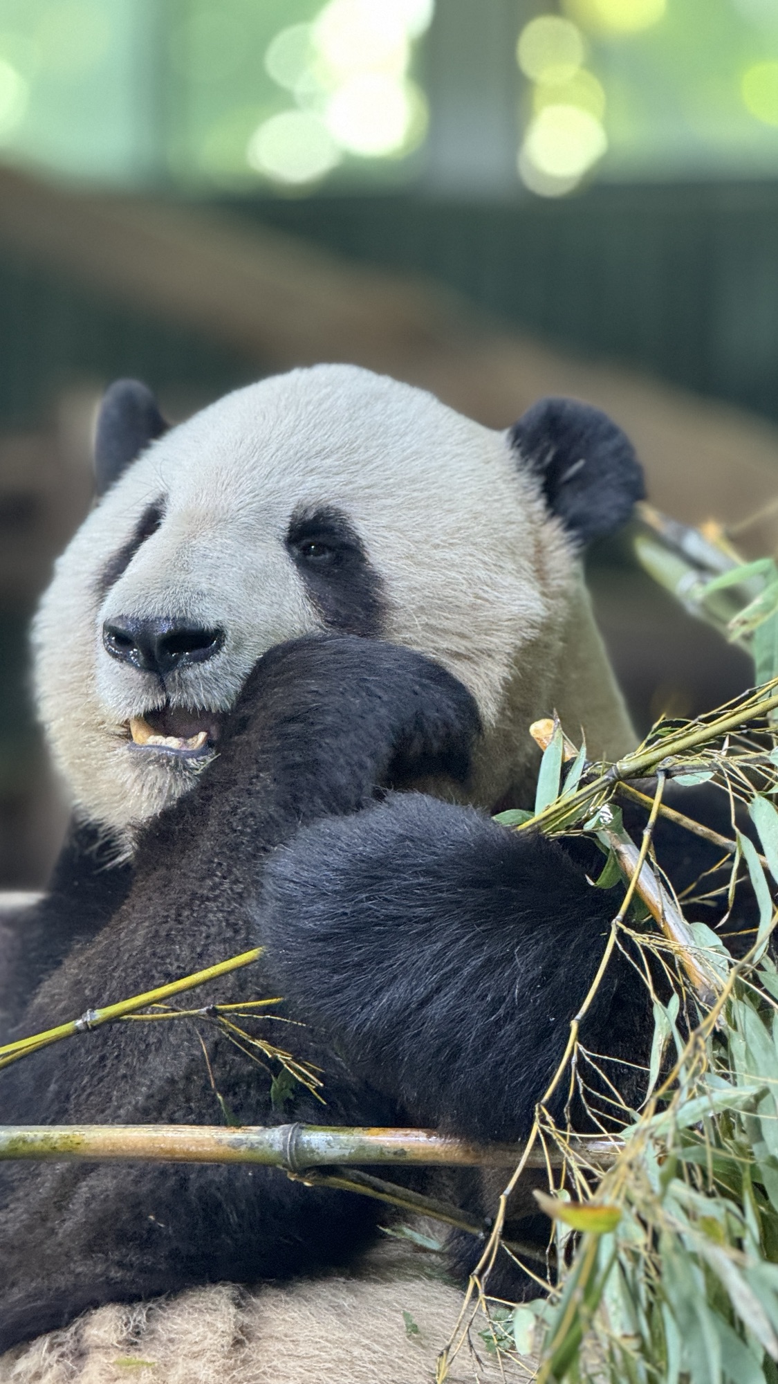 Dag 9 – Shanghai Zoo