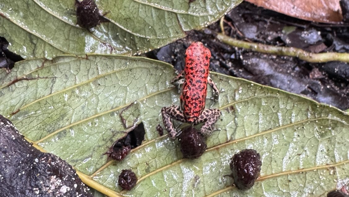 Dag 5 – Bastimentos Island, hiking og snorkling